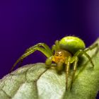 Araniella cucurbitina