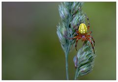 Araniella cucurbitina (Kürbisspinne)