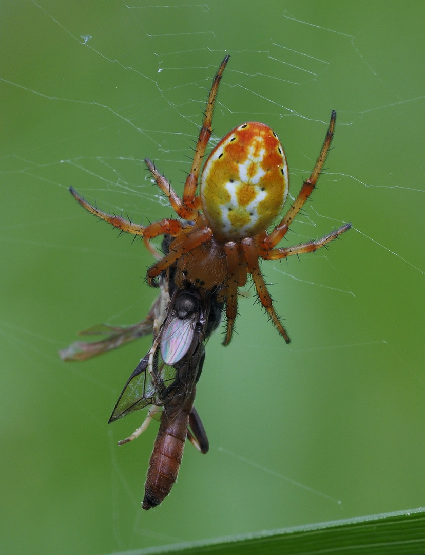 Araniella displicata