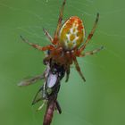 Araniella displicata