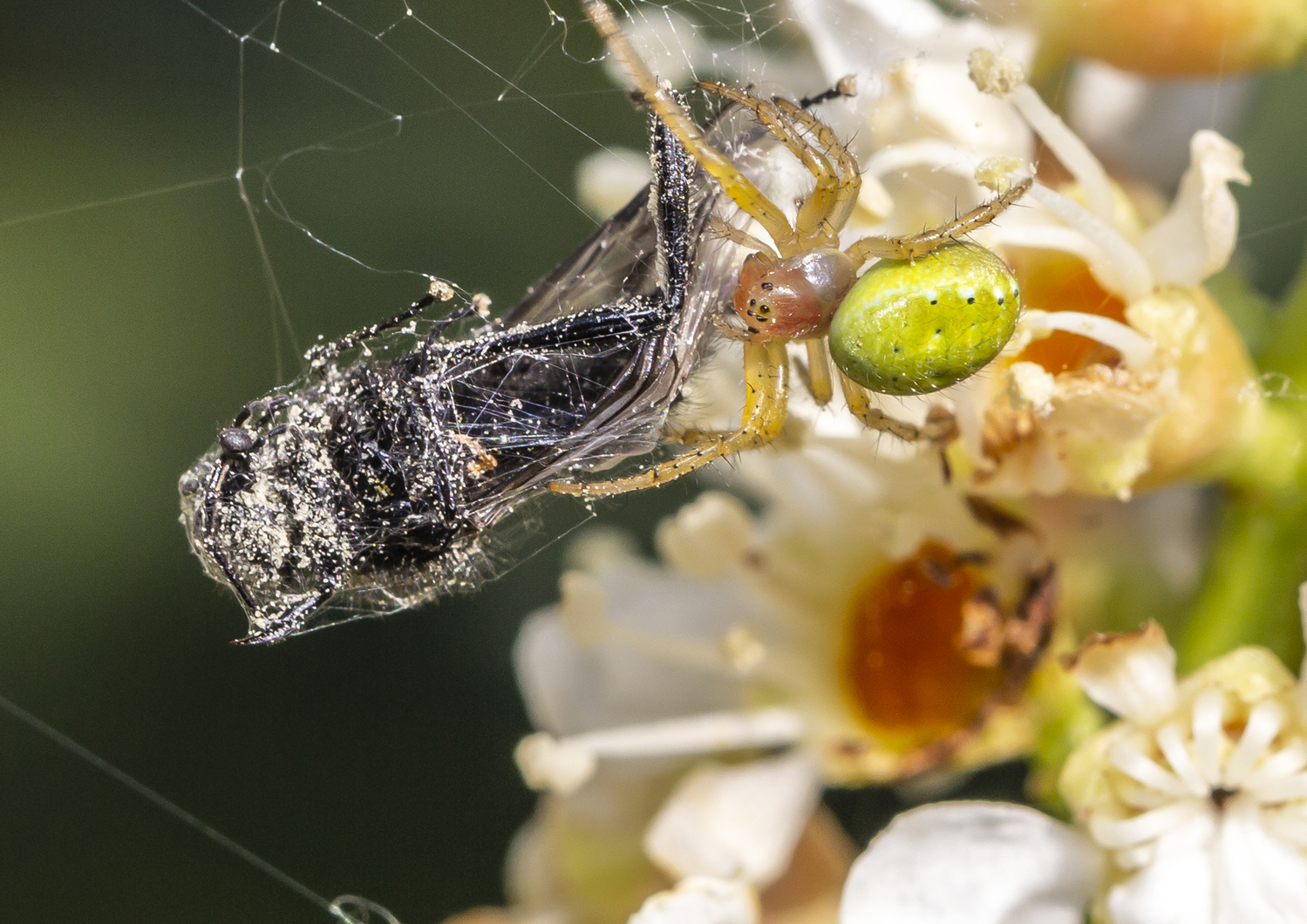 Araniella opisthographa