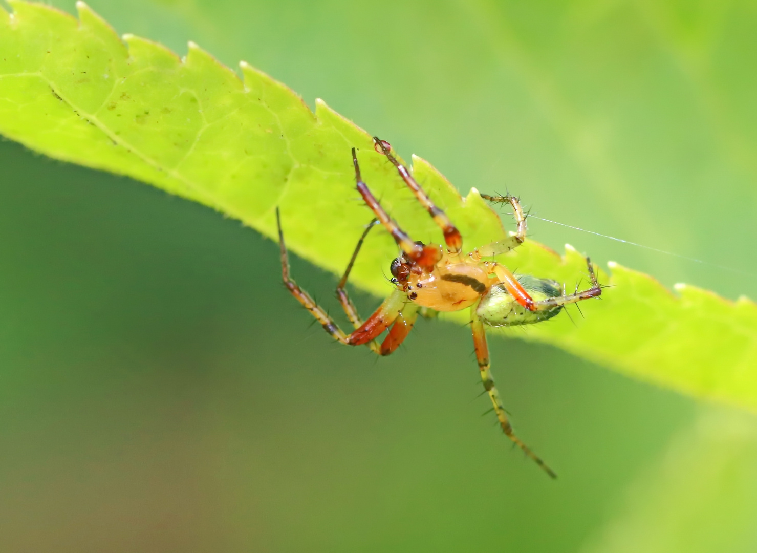 Araniella opisthographa