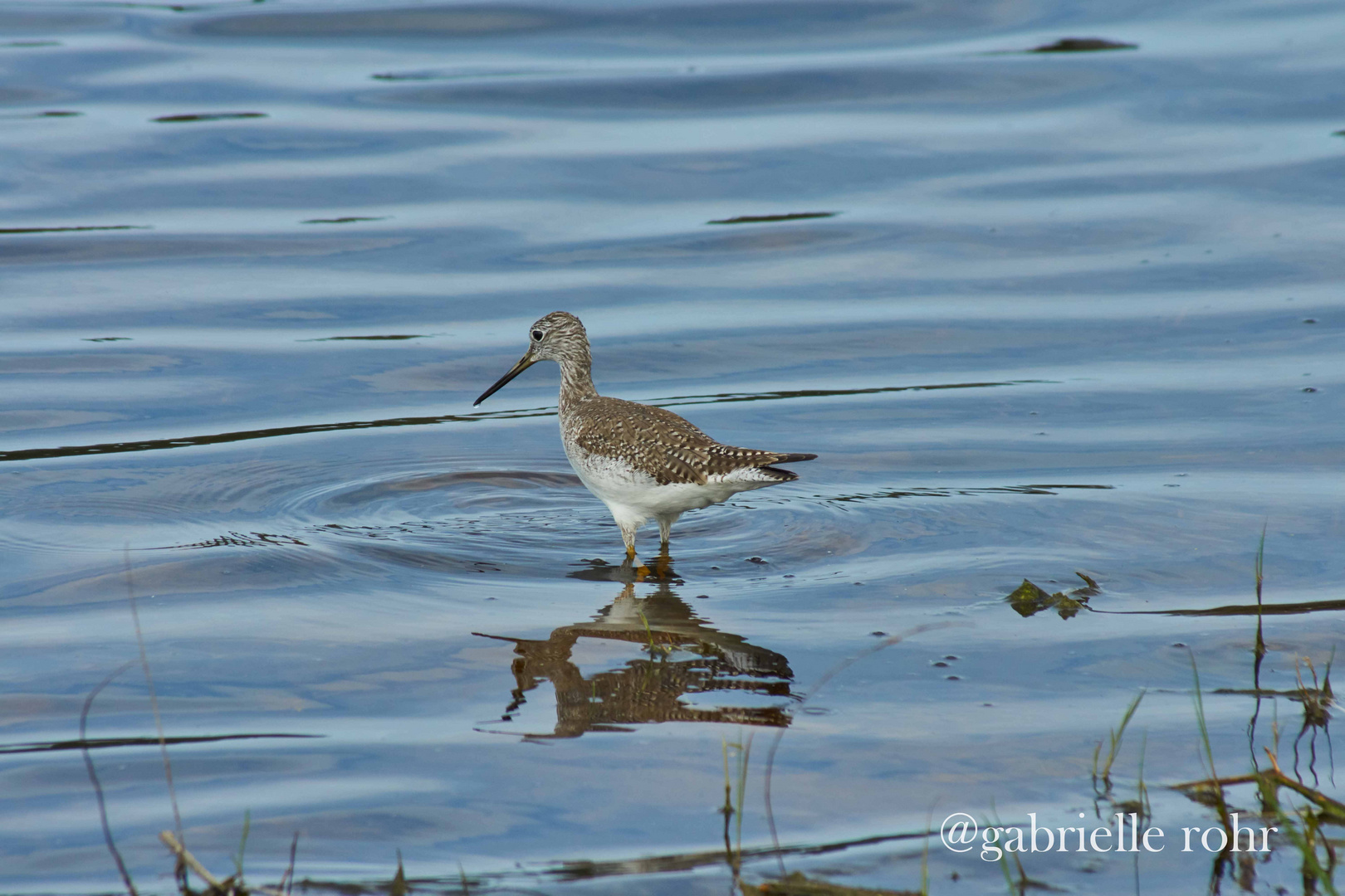 Aransas Wildlife Refuge