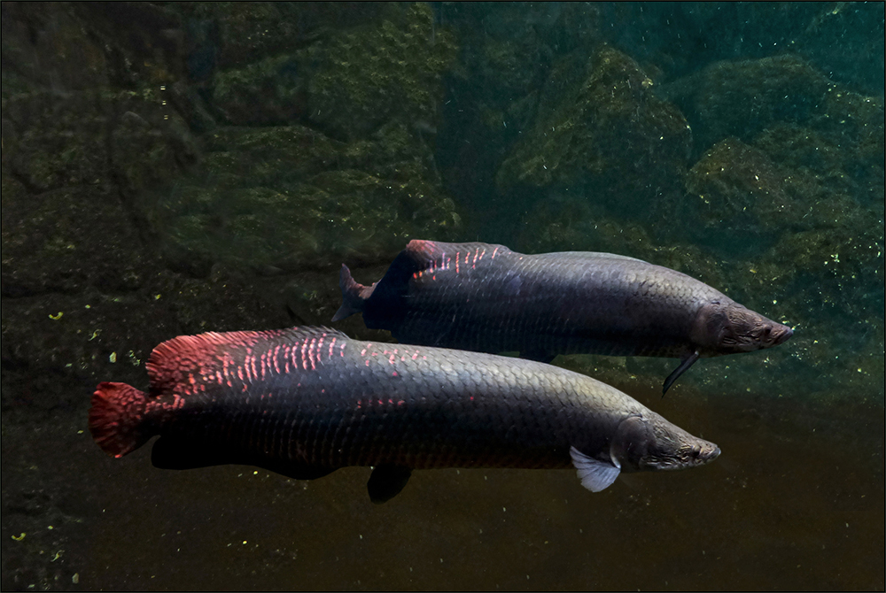 Arapaima