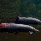 Arapaima