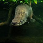 ARAPAIMA