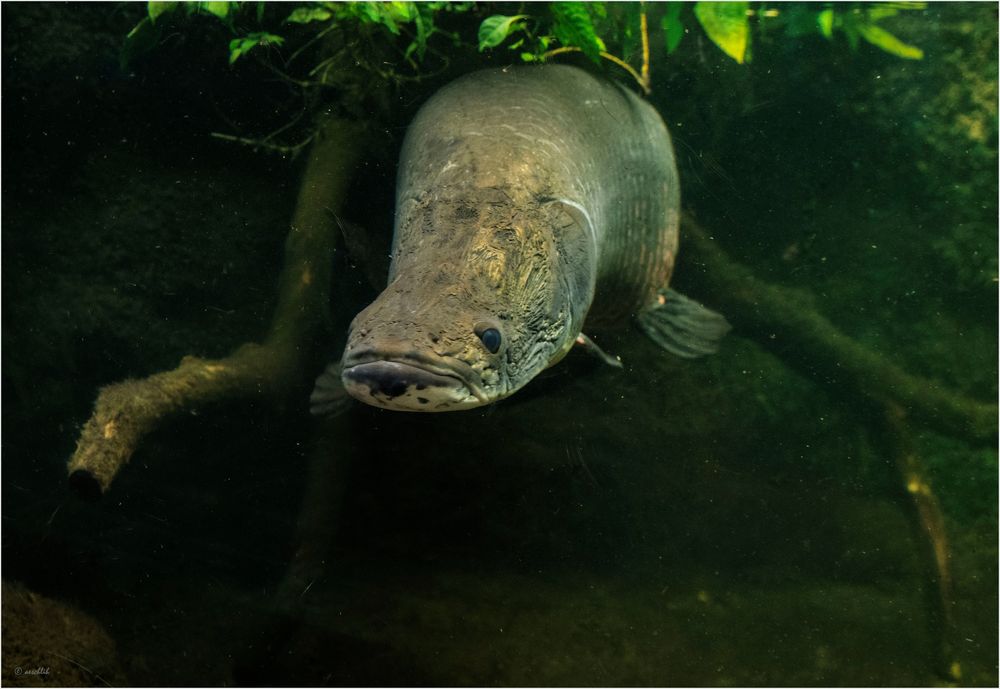 ARAPAIMA Foto & Bild | berlin, natur, zoo Bilder auf fotocommunity