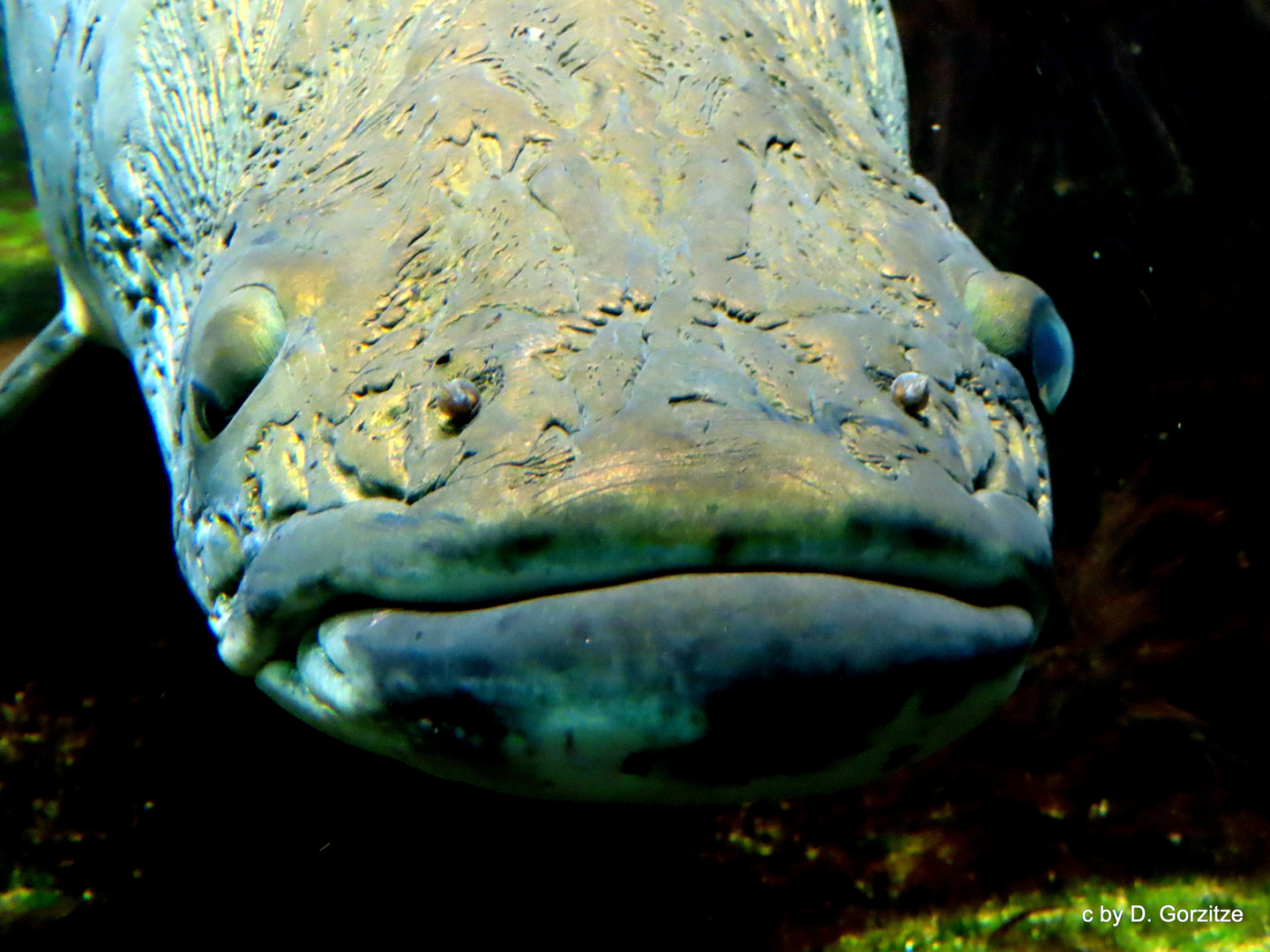 Arapaima (Arapaima gigas) ! Foto & Bild deutschland, europe, berlin