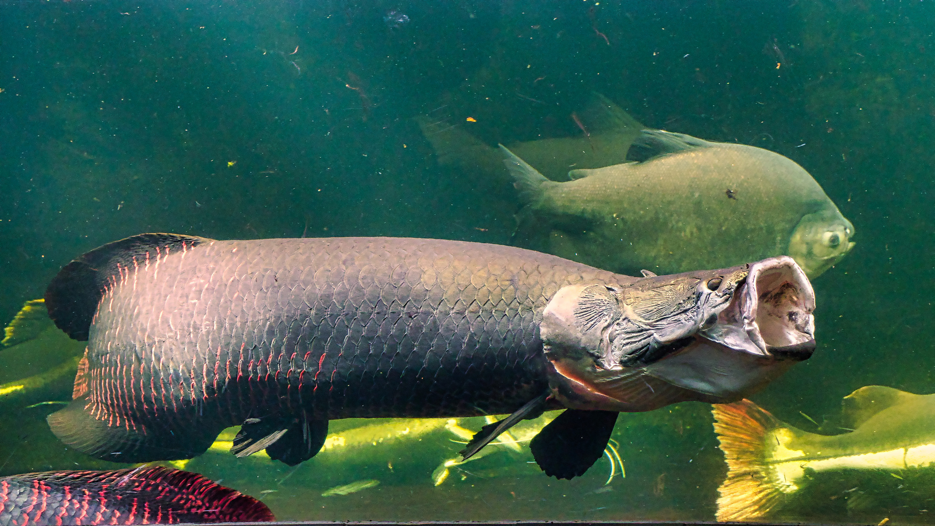 Arapaima