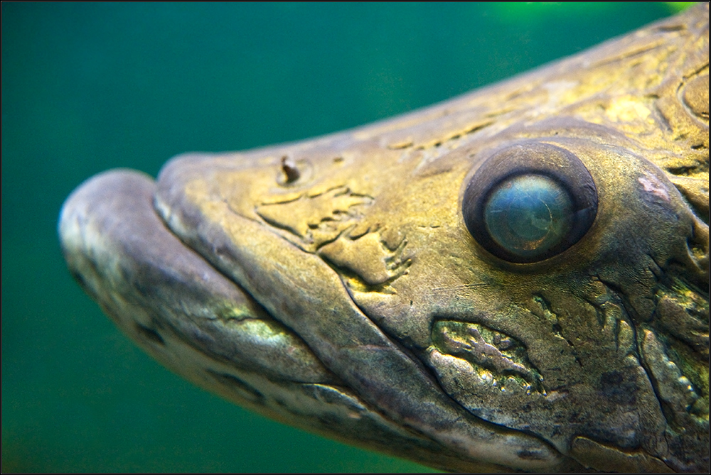 *Arapaima gigas*