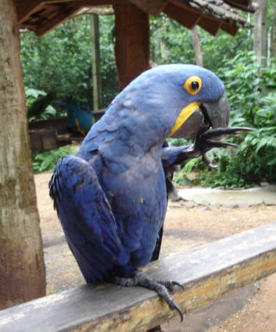 Arara Azul