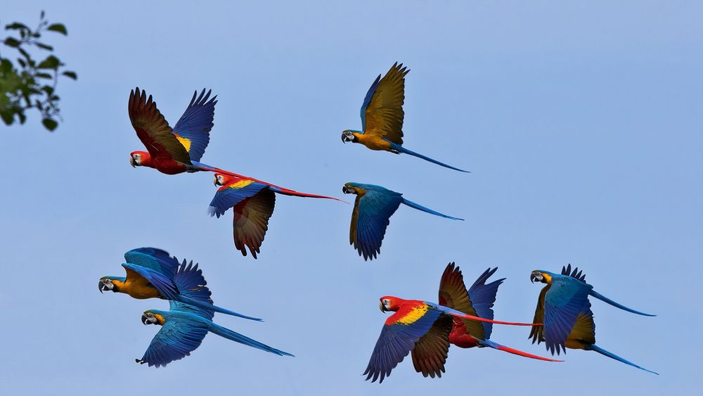 Aras 005 Foto & Bild | natur, tiere, vögel Bilder auf fotocommunity