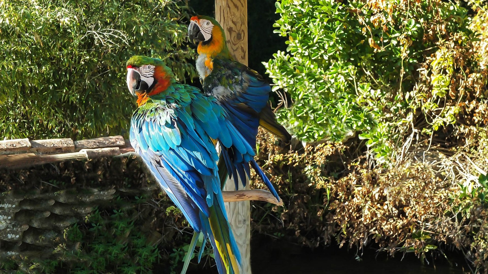 Aras photo et image nature, animaux, oiseaux Images