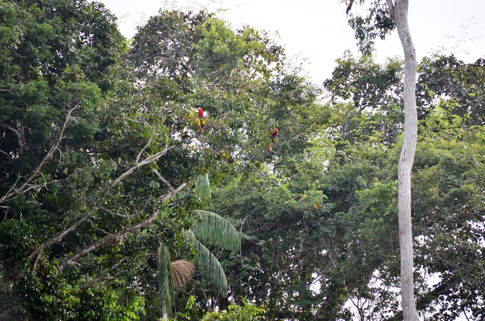 Aras am Rio Tambopata im Regenwaldgebiet von Peru