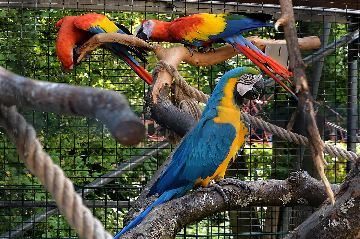 Aras Foto & Bild tiere, zoo, wildpark & falknerei, vögel Bilder auf