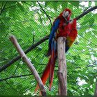 Aras im Allwetterzoo Münster