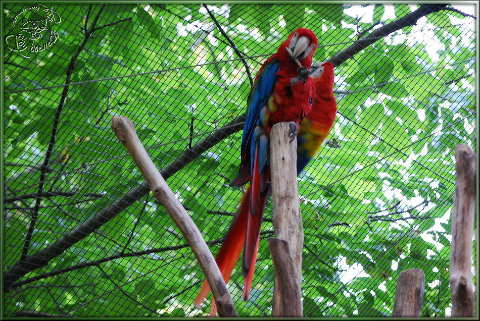 Aras im Allwetterzoo Münster