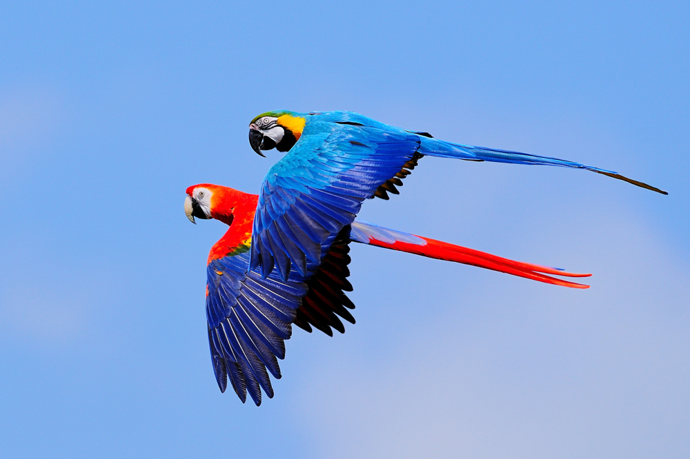 Aras im Flug / Flying Macaws