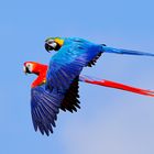 Aras im Flug / Flying Macaws
