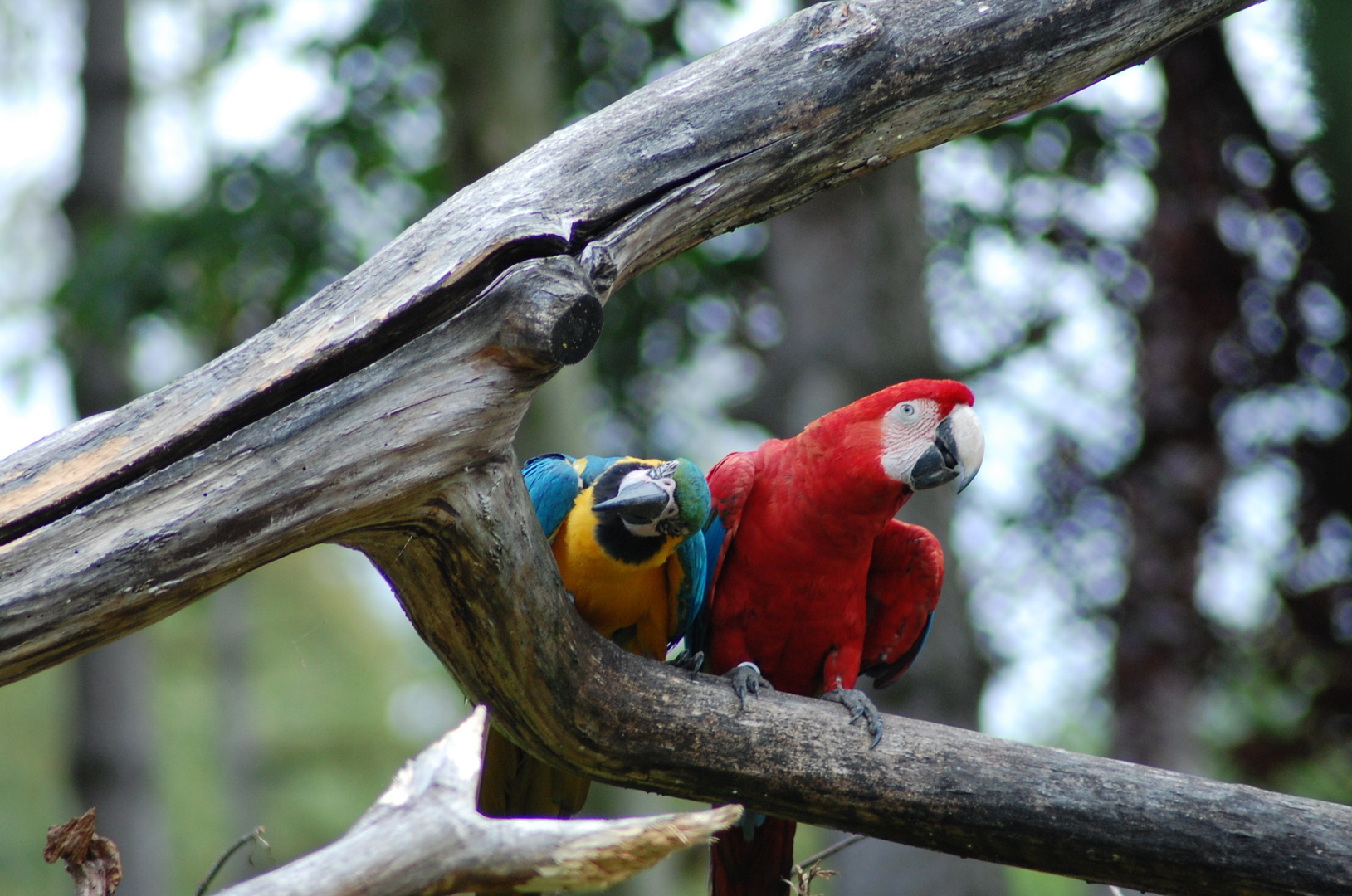 Aras im Zoo Schmiding