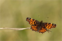 Araschnia levana f. levana - Landkärtchen