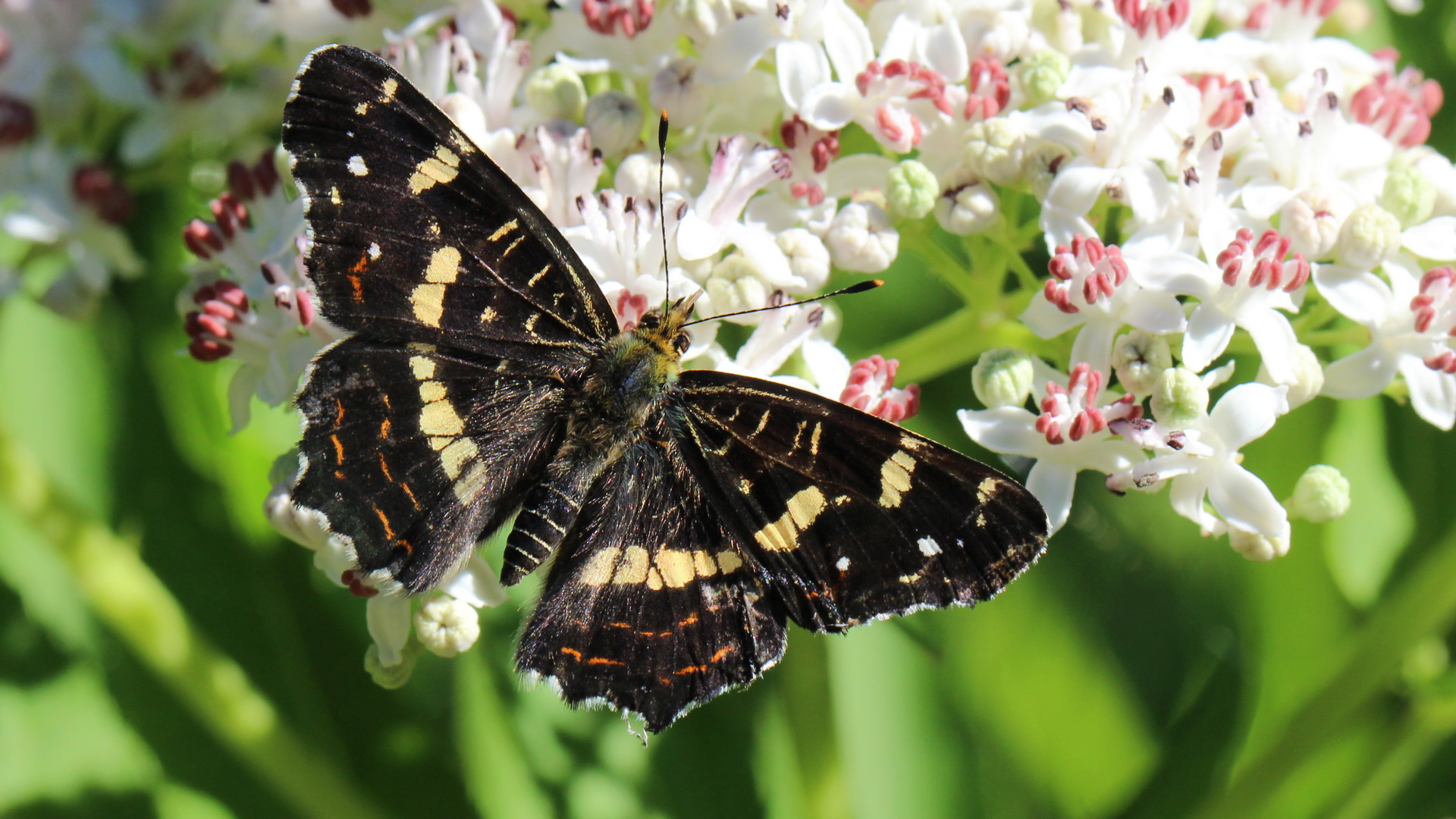 Araschnia levana f. prorsa