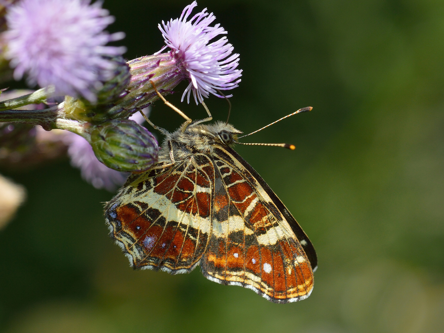 Araschnia levana, Landkärtchen, Sommerform