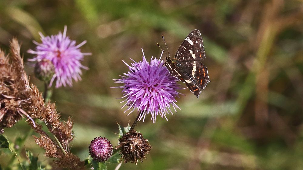 Araschnia levana-Landkärtchen zweite Generation