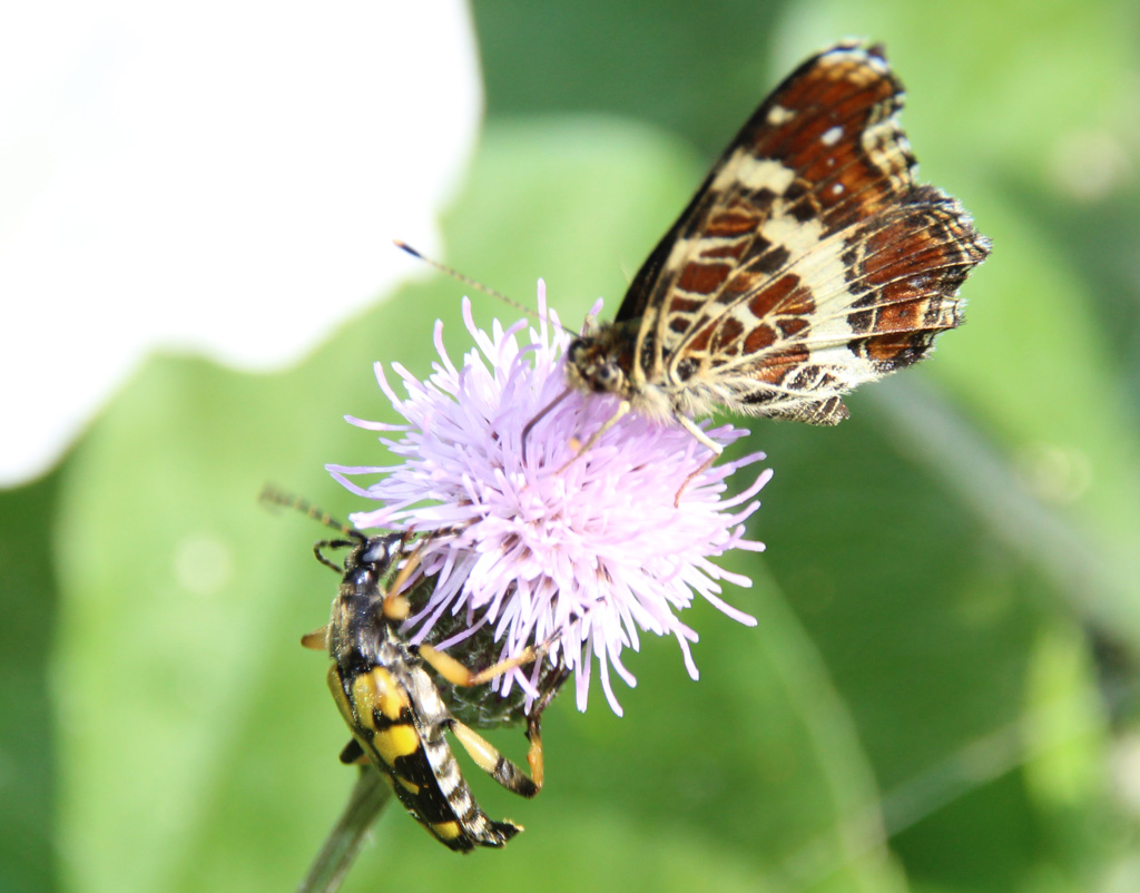 Araschnia levana  und Bockkäfer  