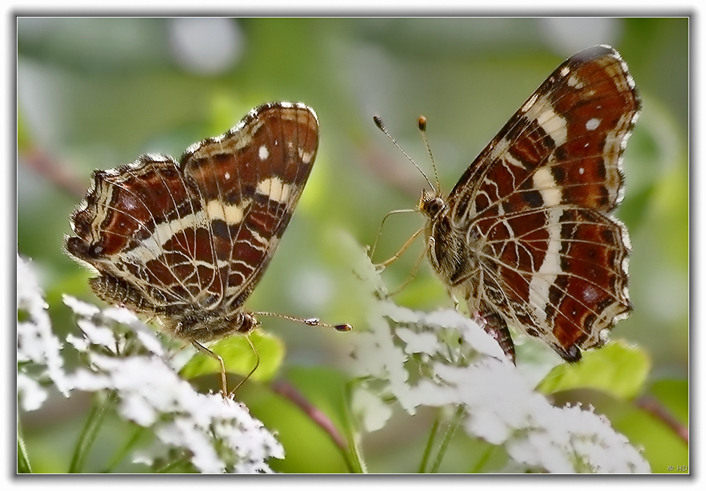 Araschnia levana/Landkärtchen