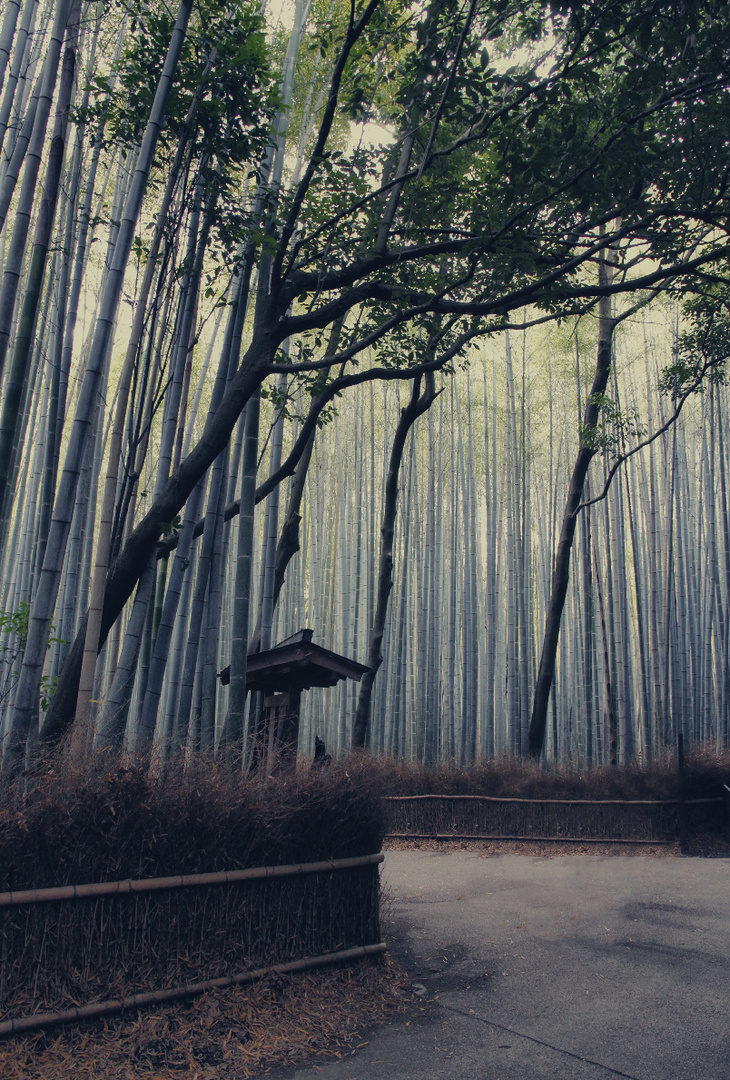 Arashiyama Bamboo