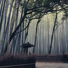 Arashiyama Bamboo