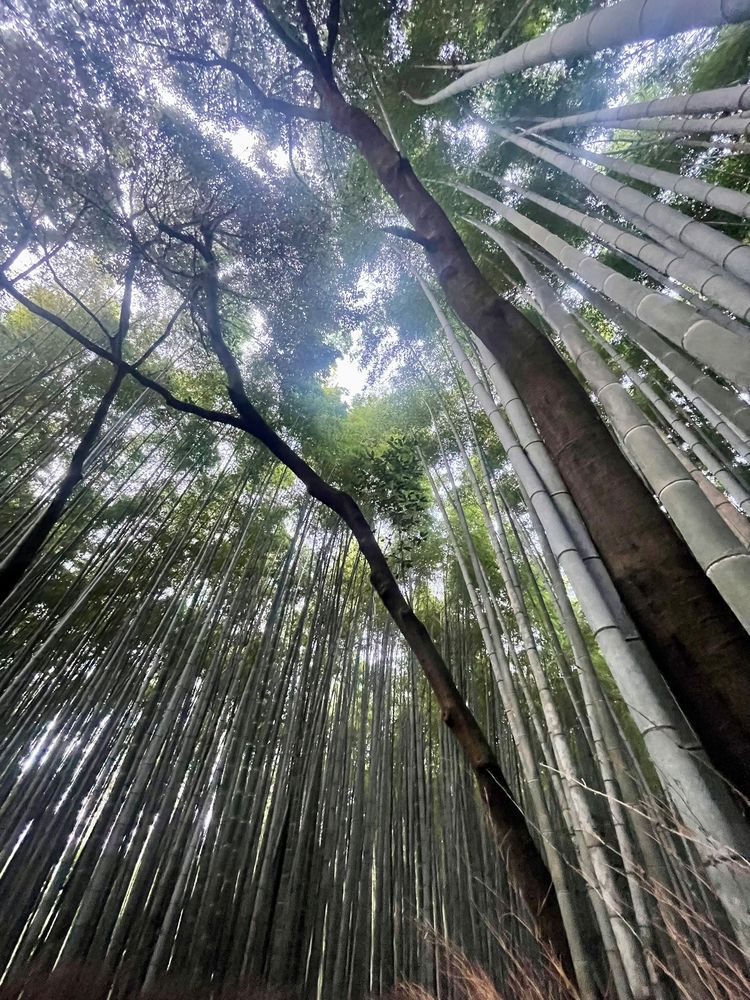 Arashiyama Bamboo Forest Kyoto
