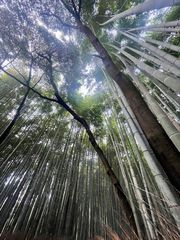 Arashiyama Bamboo Forest Kyoto