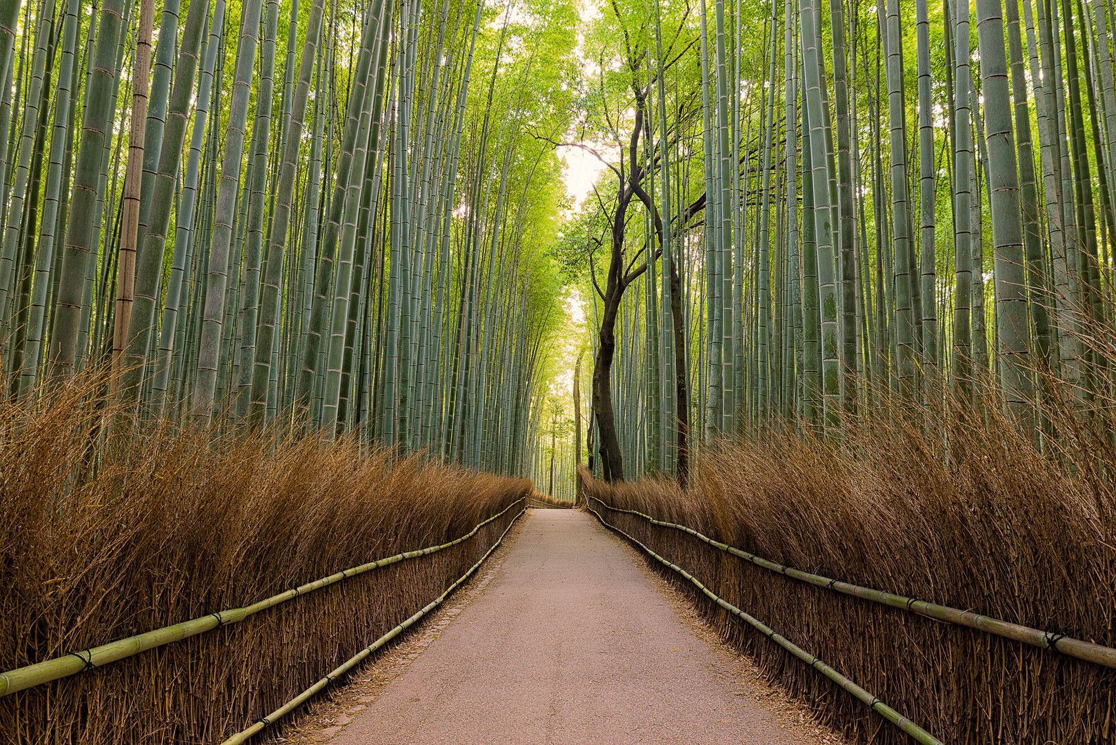 Arashiyama Bamboo Grove