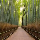 Arashiyama Bamboo Grove