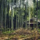 Arashiyama Bambus Wald