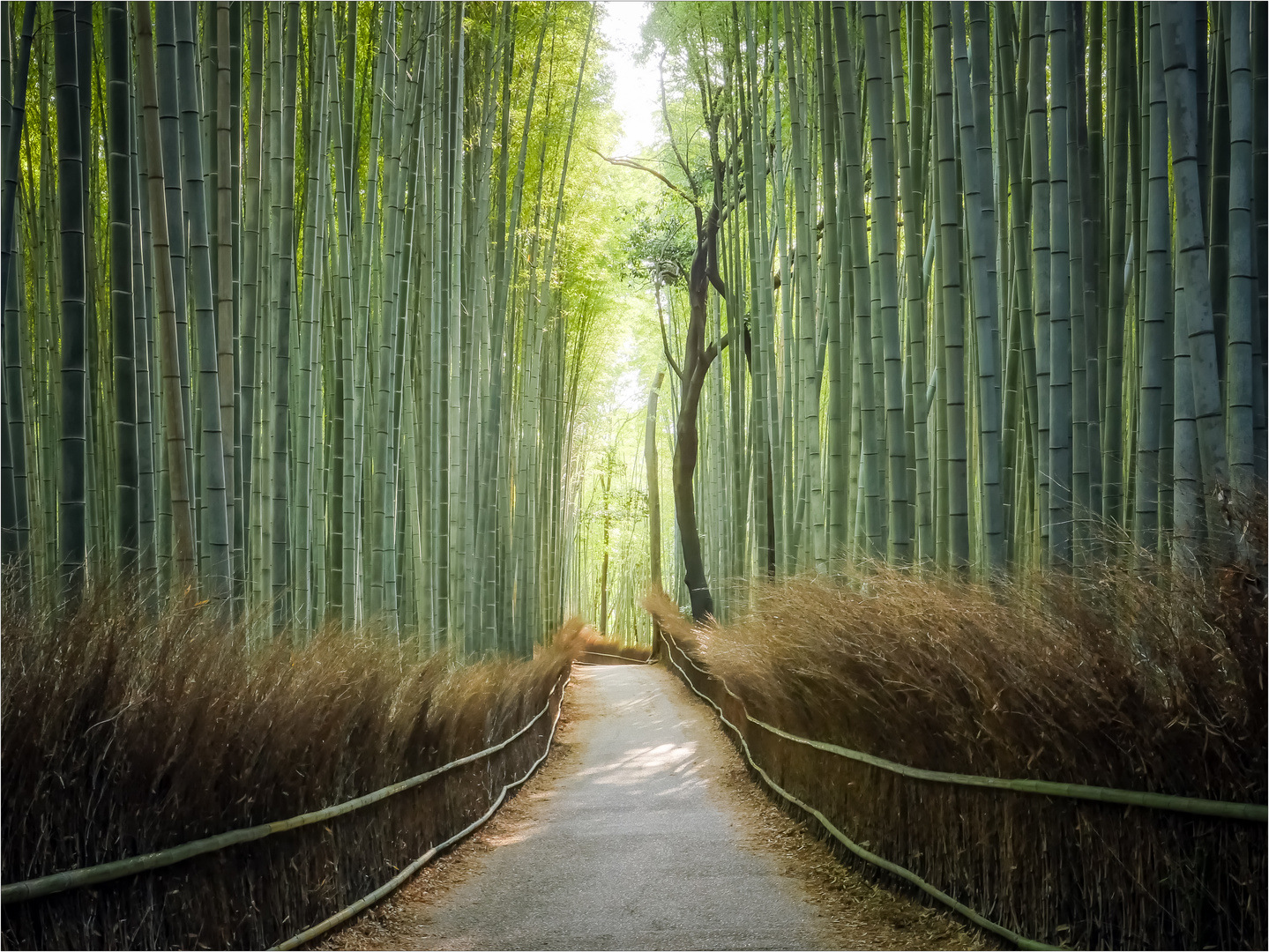 Arashiyama Bambuswald