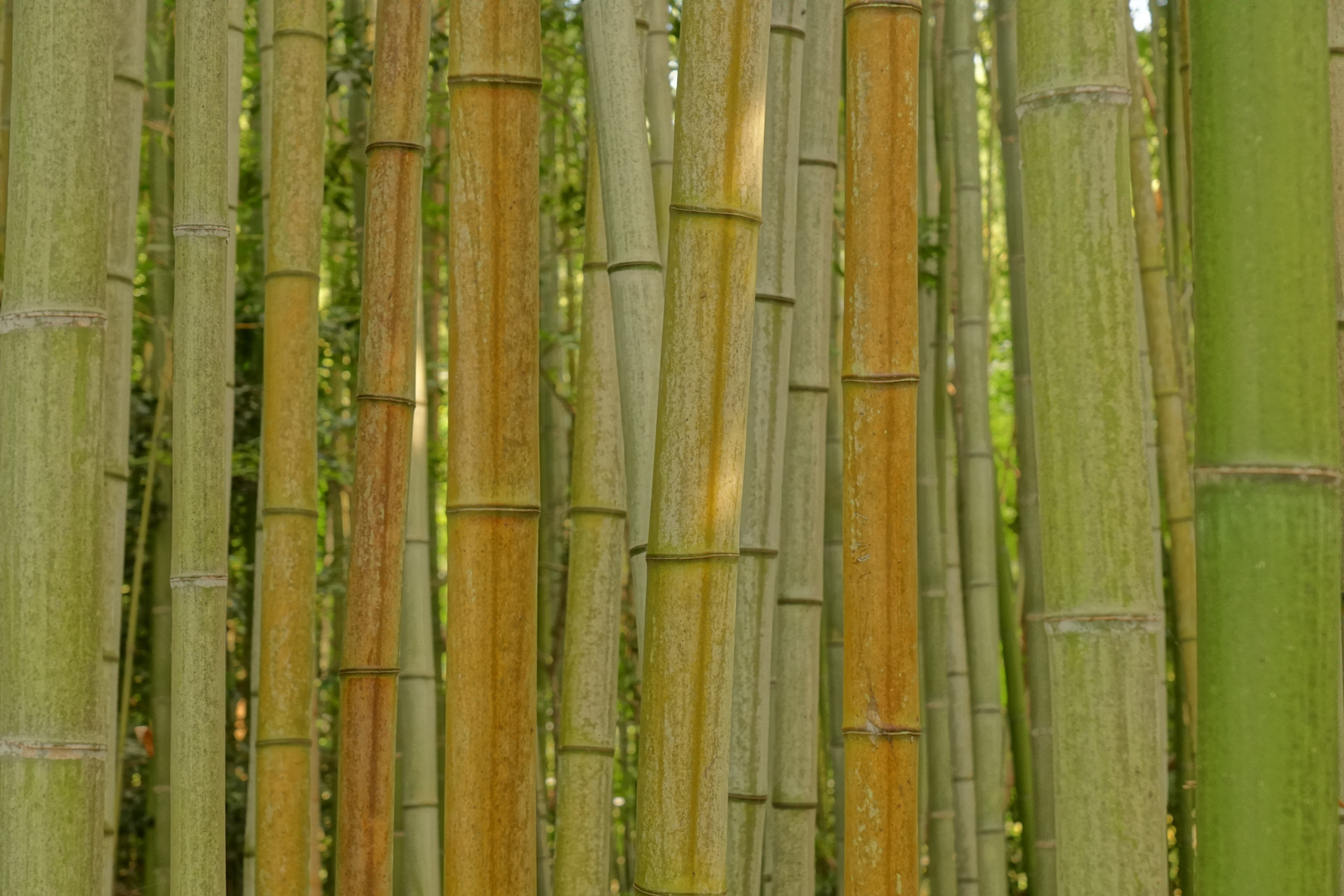 Arashiyama: Bambuswald