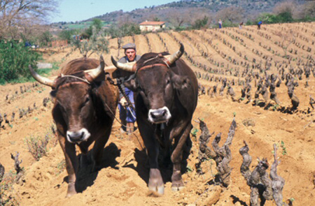 Aratura vigneto con giogo di buoi - Mandrolisai - Sardegna