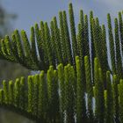 araucaria