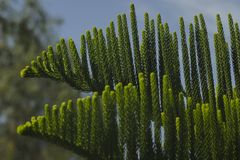 araucaria