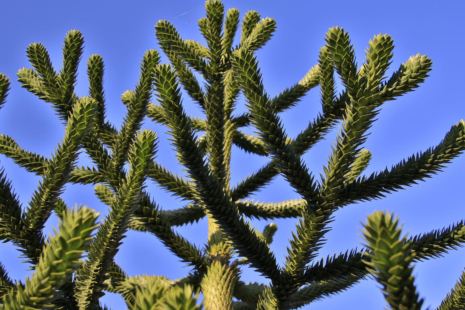 Araucaria