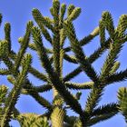 Araucaria