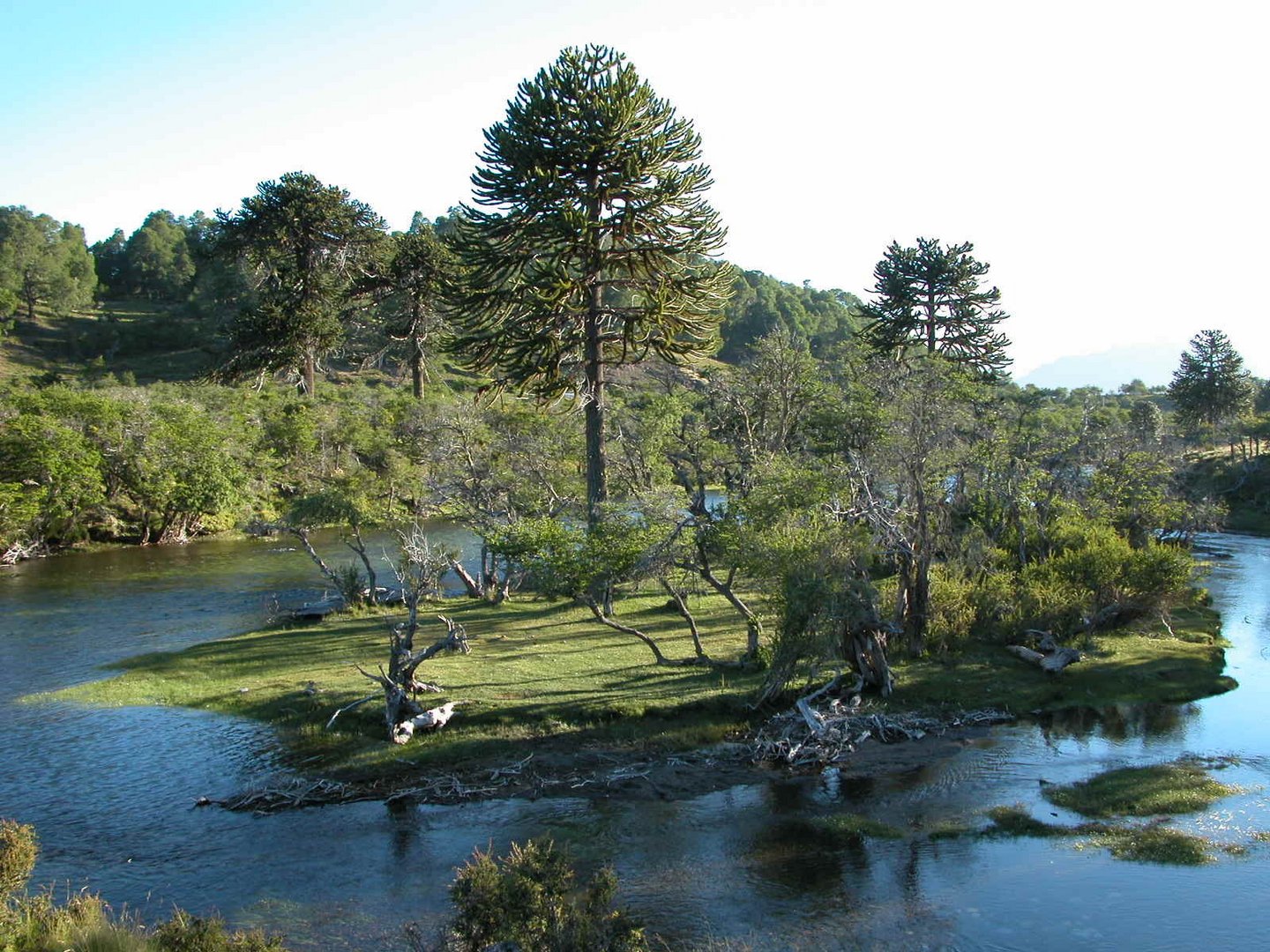 ARAUCARIA