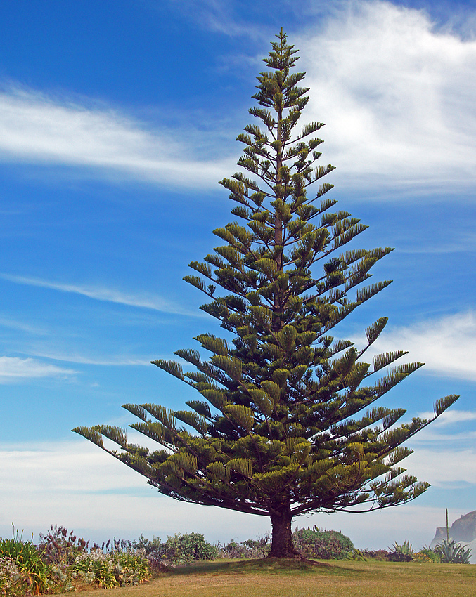 ..Araucaria..