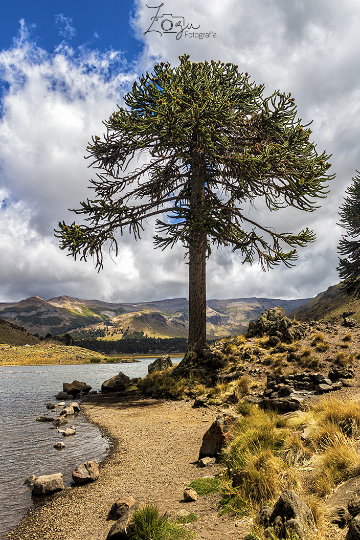 Araucaria