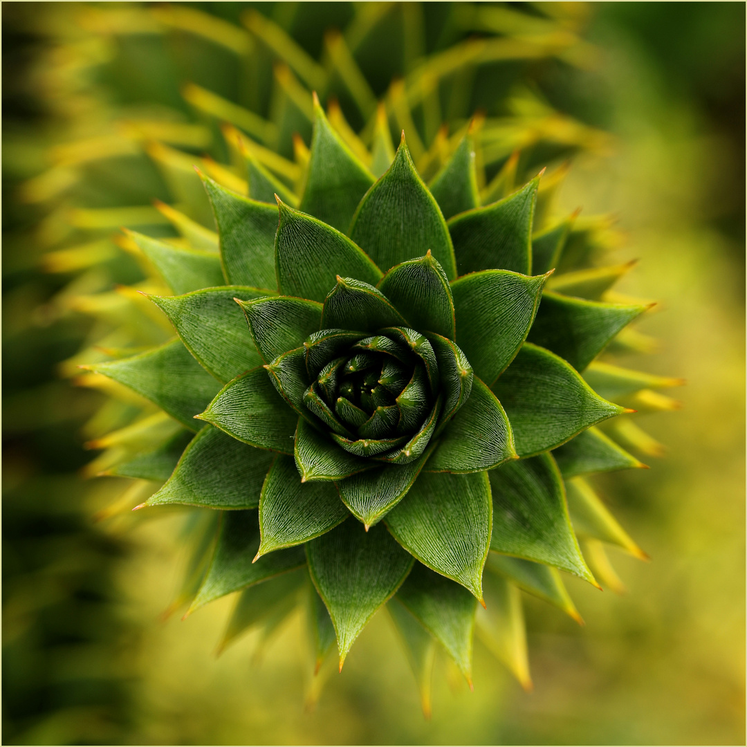 ARAUCARIA