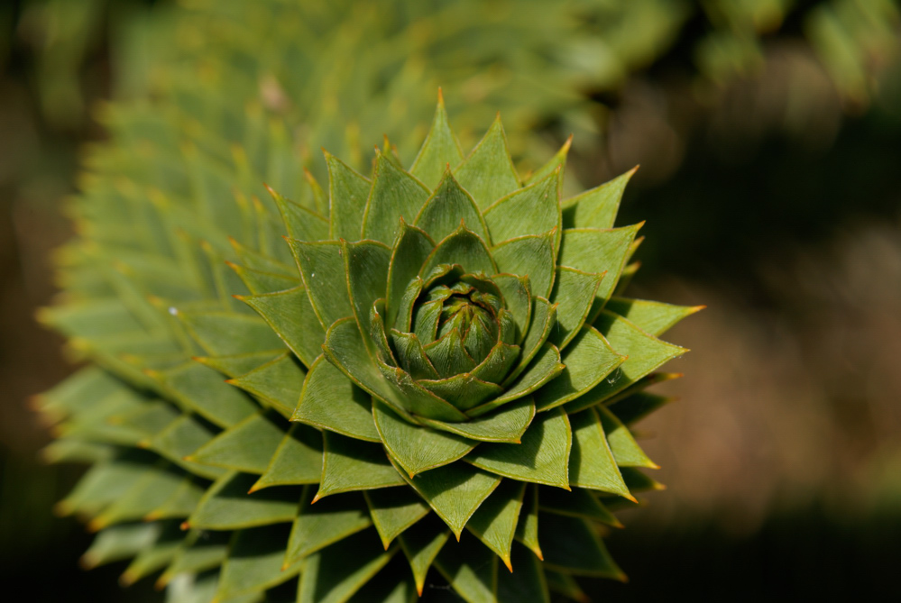 Araucaria araucana