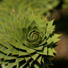 Araucaria araucana